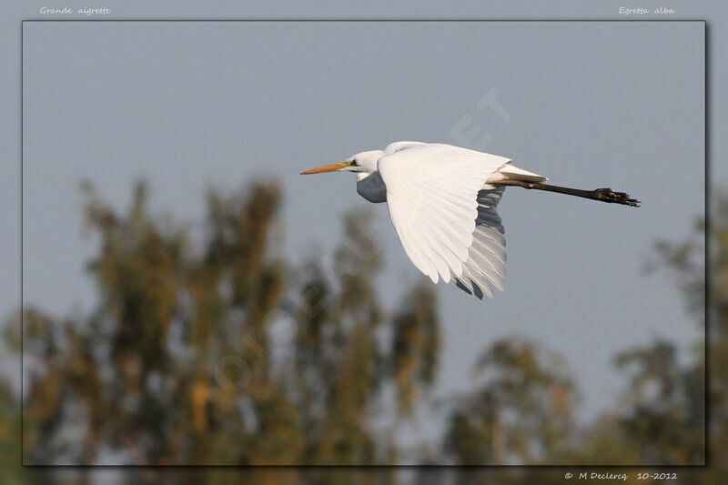 Great Egret