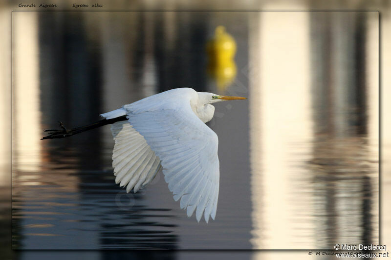 Great Egret, Flight