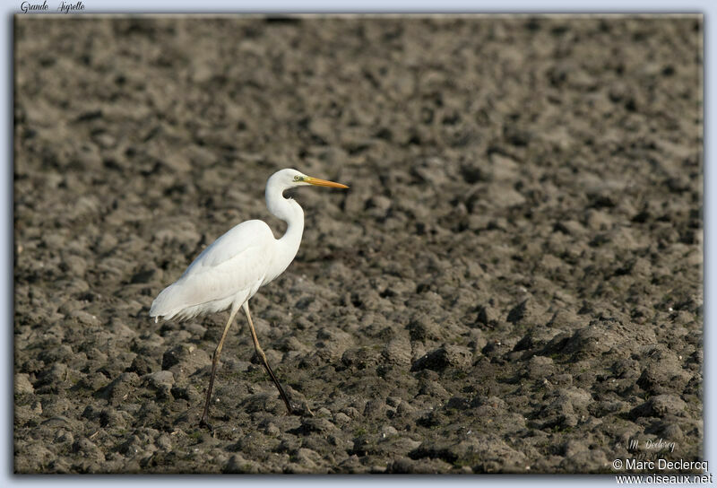 Great Egret