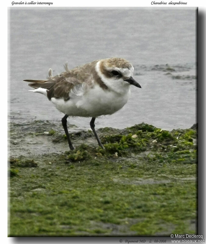 Kentish Plover, identification