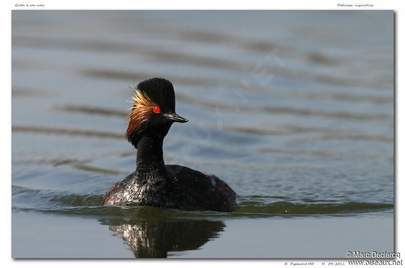 Black-necked Grebe, identification