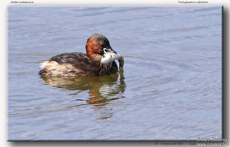 Grèbe castagneuxadulte, identification, régime