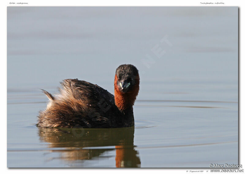 Little Grebe, identification