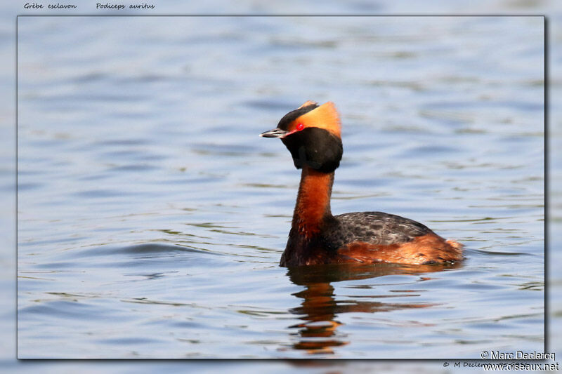 Horned Grebe