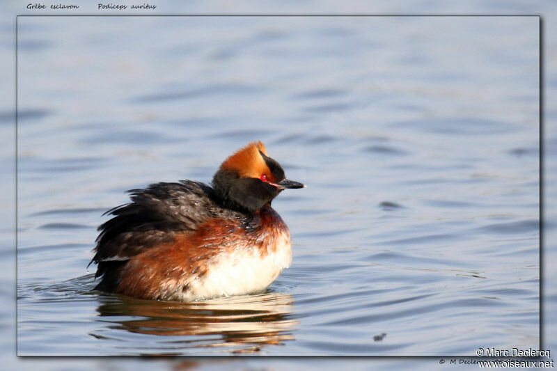 Horned Grebe