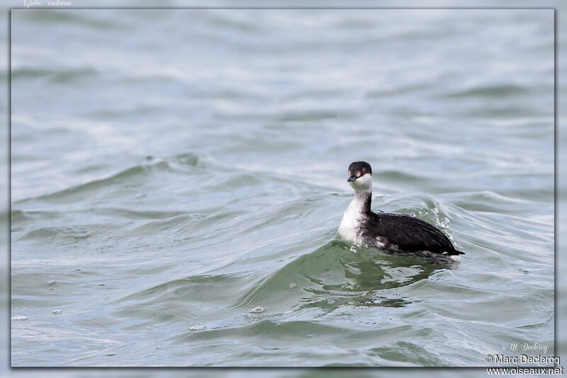 Horned Grebe