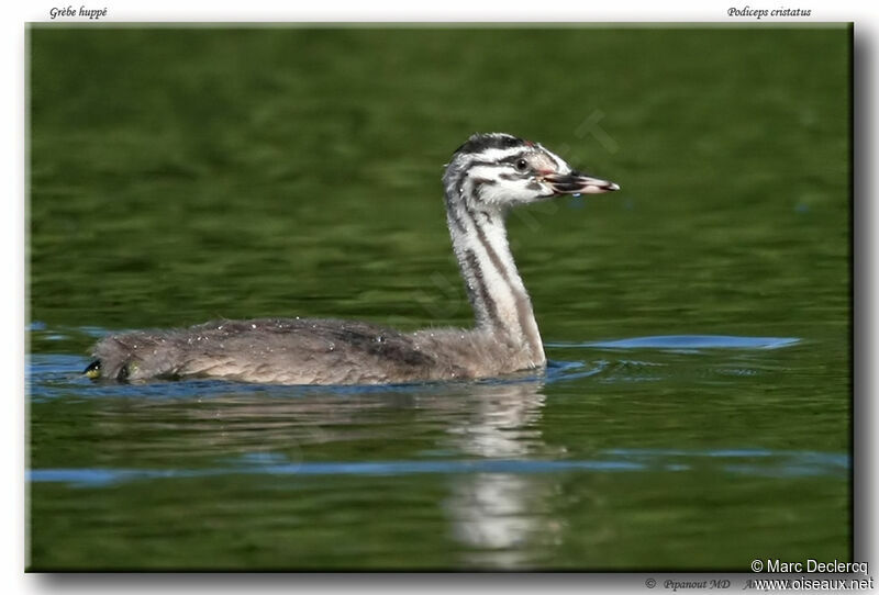 Great Crested Grebejuvenile