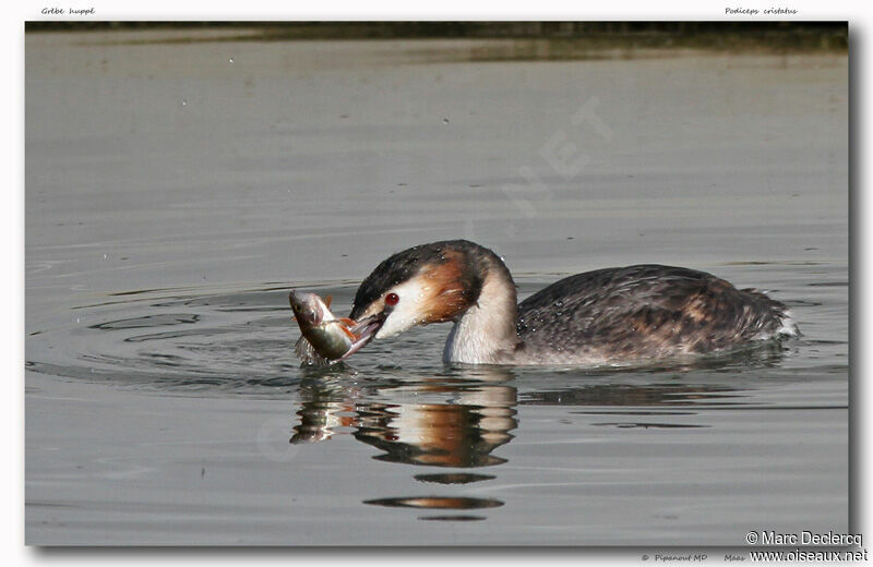 Great Crested Grebe, identification, feeding habits