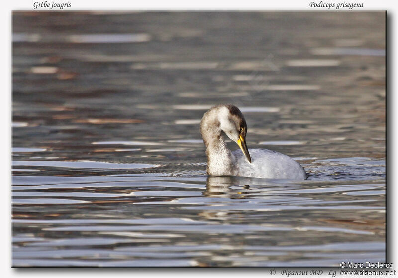 Red-necked Grebe, identification, Behaviour