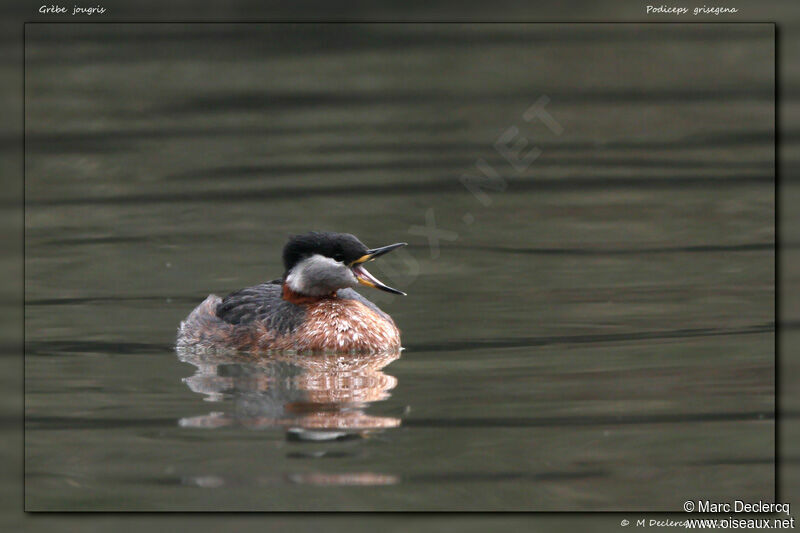 Grèbe jougris, identification