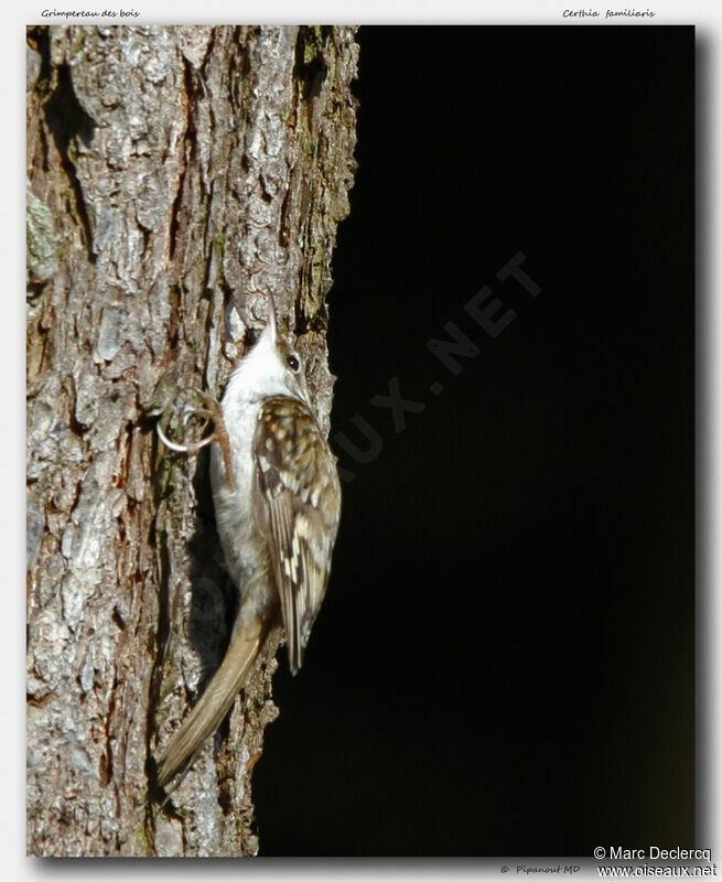 Eurasian Treecreeper