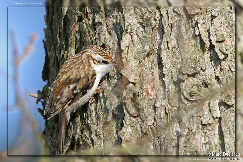 Eurasian Treecreeperadult, identification