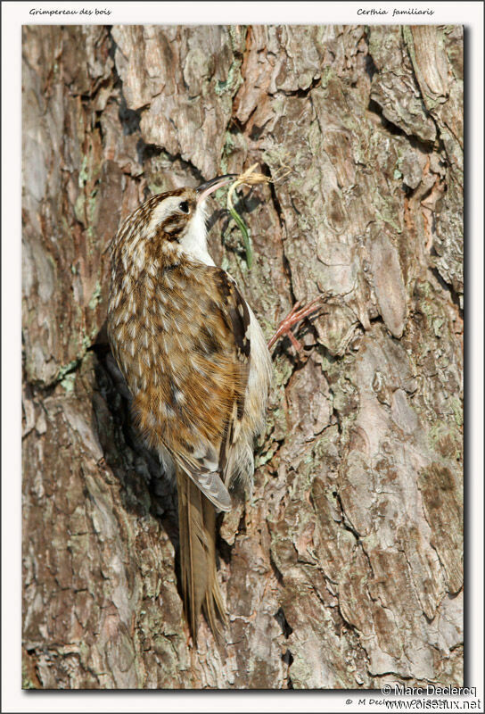 Eurasian Treecreeper, identification