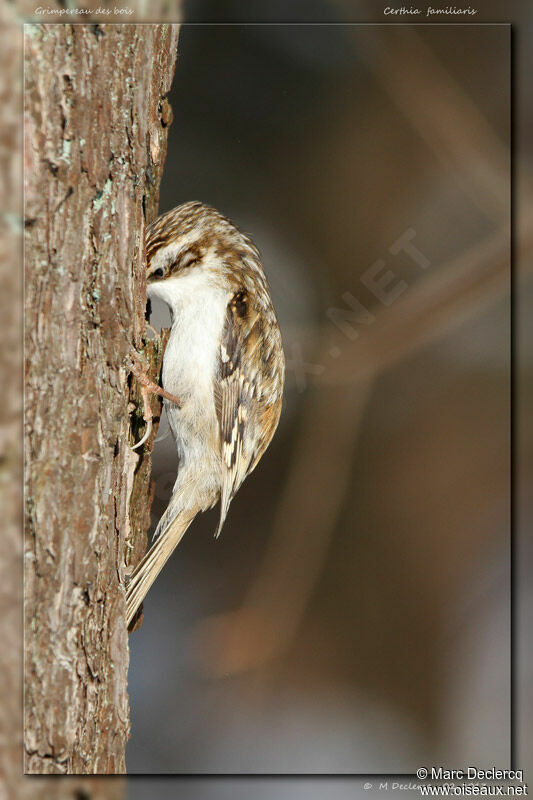 Grimpereau des bois, identification, Comportement