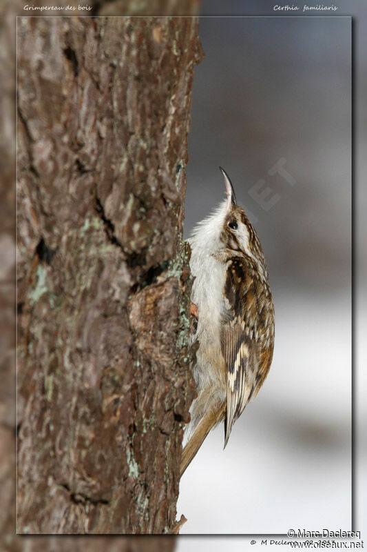 Grimpereau des bois, identification