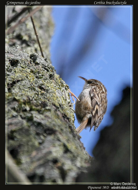 Short-toed Treecreeper