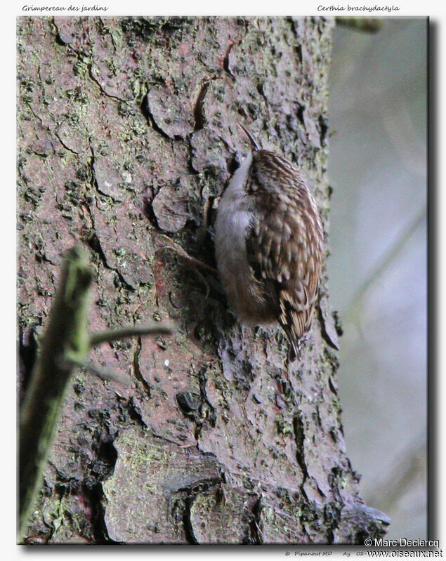 Short-toed Treecreeper