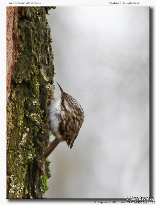 Short-toed Treecreeper