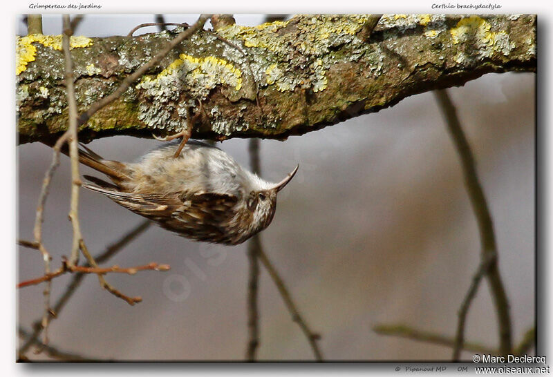 Short-toed Treecreeper, Behaviour