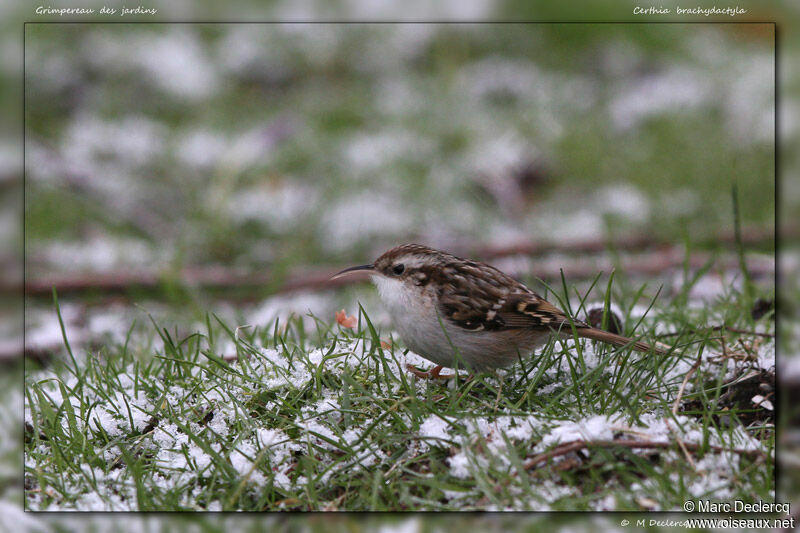 Short-toed Treecreeper, identification