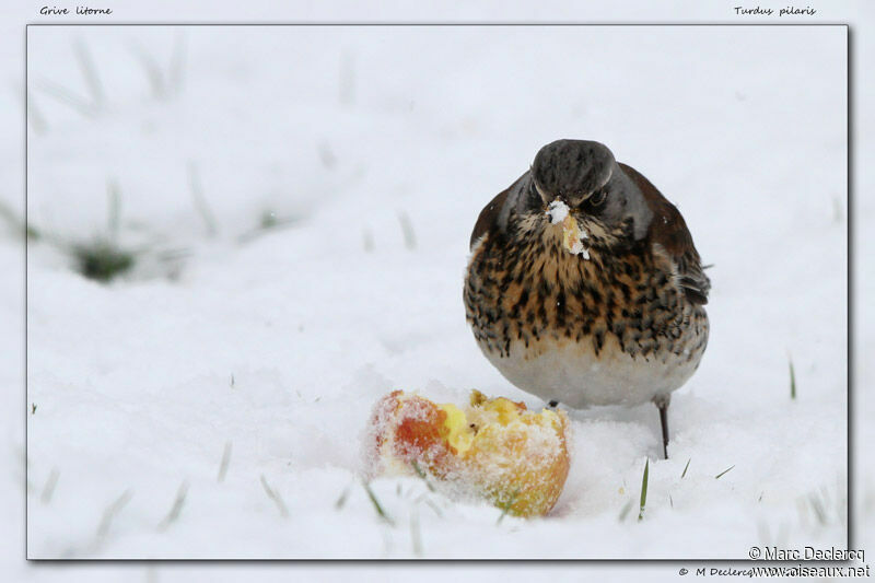 Fieldfare, identification, feeding habits