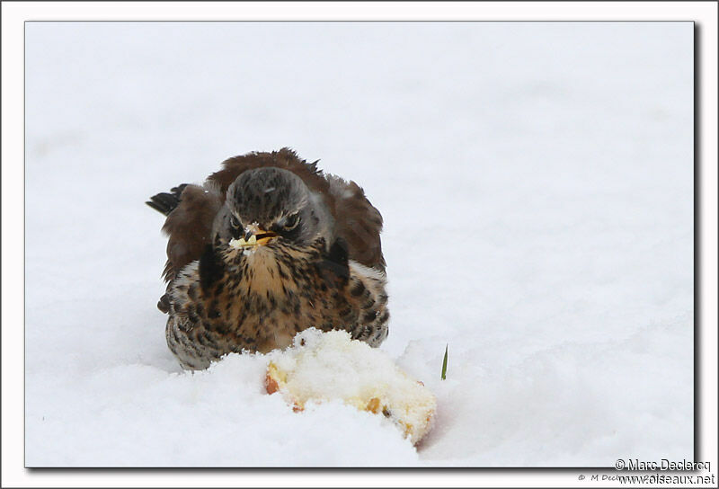 Fieldfare, identification, feeding habits