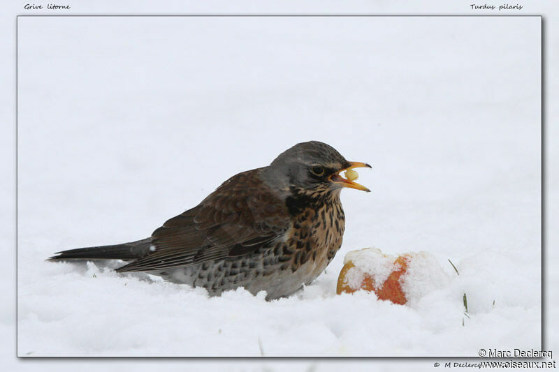 Fieldfare, identification, feeding habits