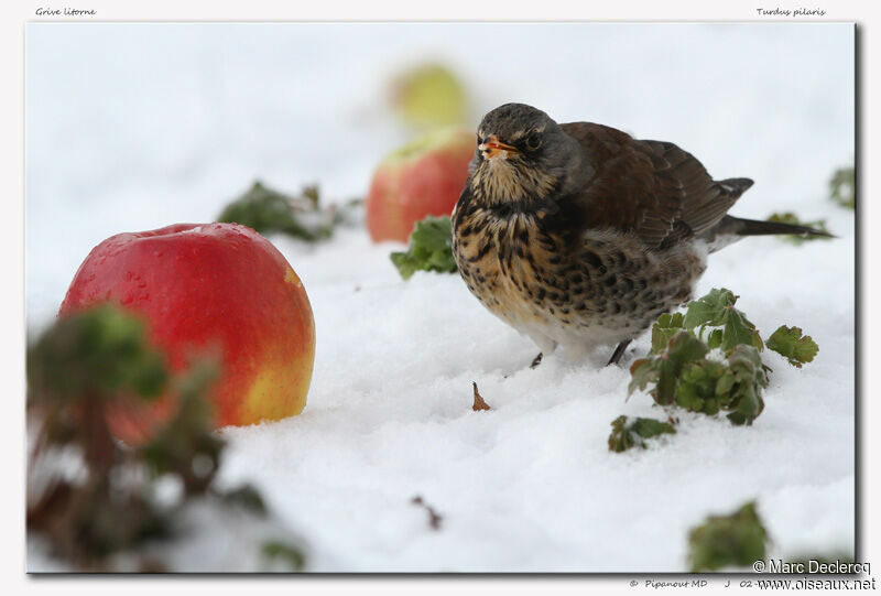 Fieldfare, identification, feeding habits