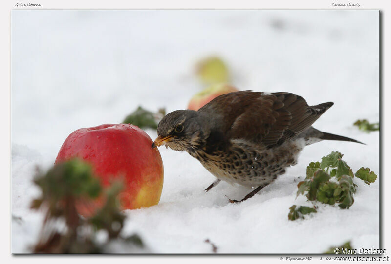 Fieldfare, identification, feeding habits