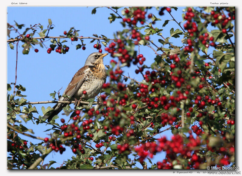 Fieldfare, identification, feeding habits