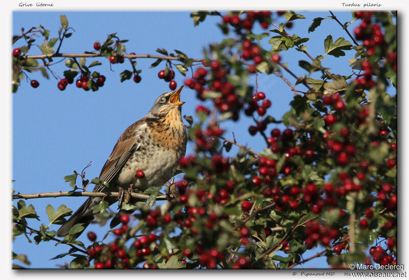 Grive litorne, identification, régime, Comportement