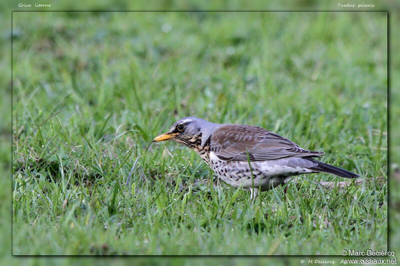 Fieldfare, identification