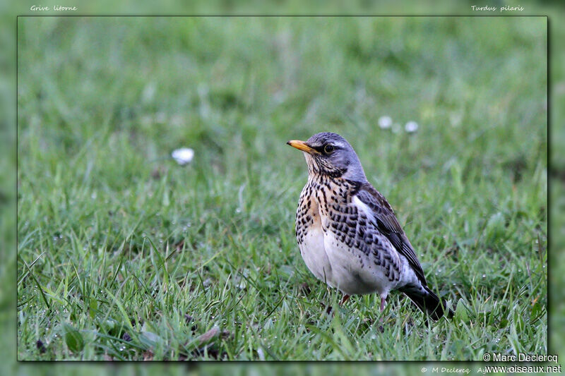 Fieldfare, identification