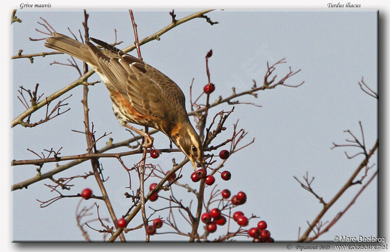 Redwing, identification, feeding habits, Behaviour