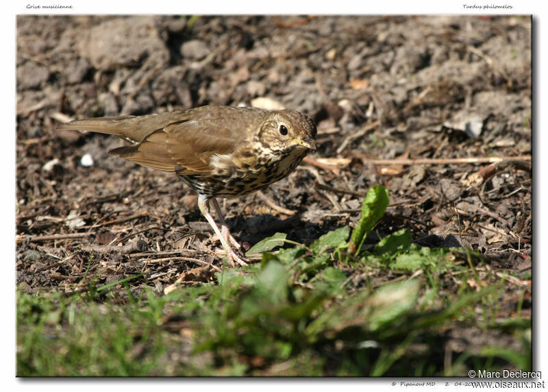 Song Thrush, identification