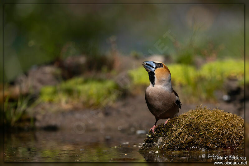 Hawfinch