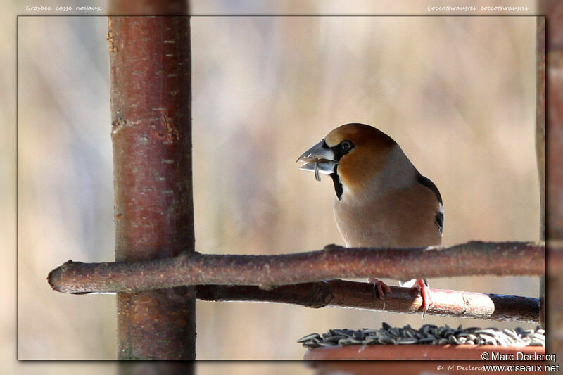 Grosbec casse-noyaux, identification, régime