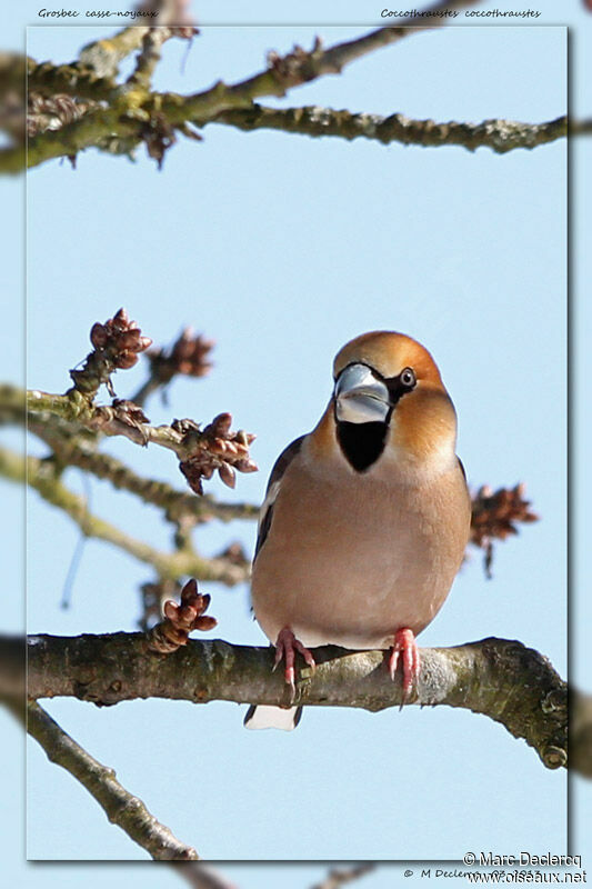 Grosbec casse-noyaux, identification