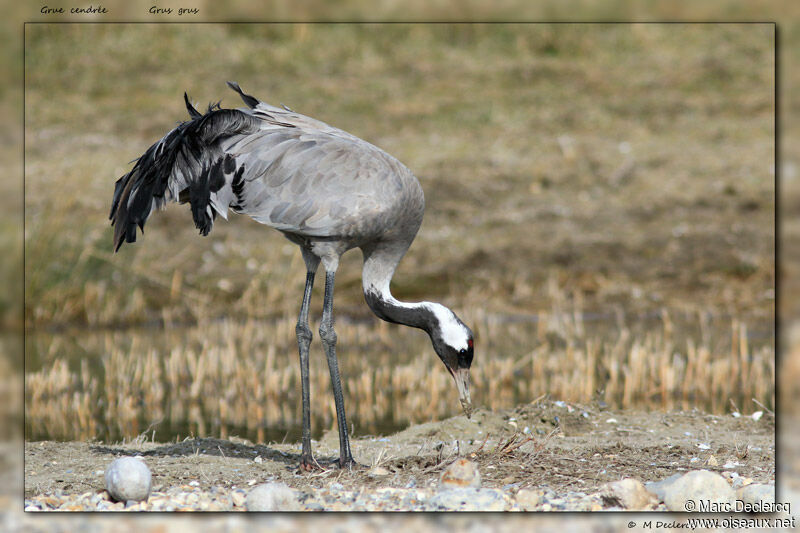 Grue cendrée, identification