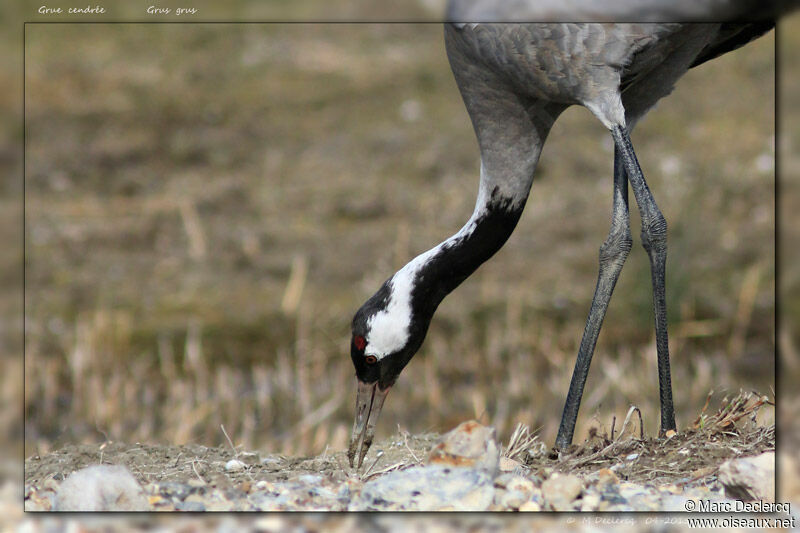 Grue cendrée, identification