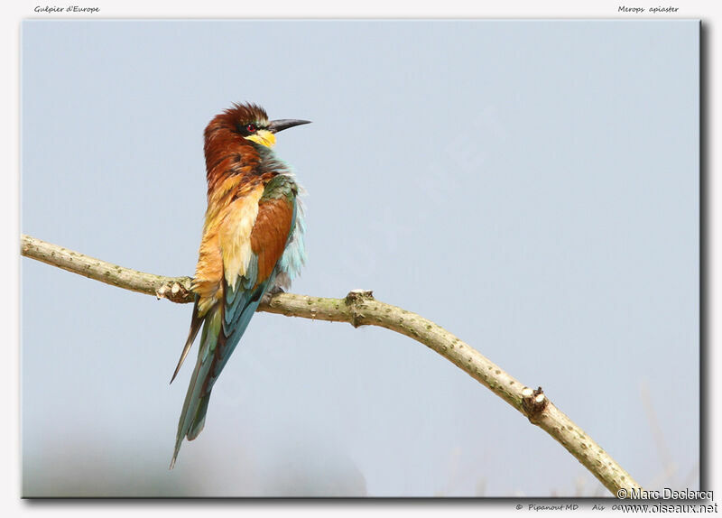 European Bee-eater, identification