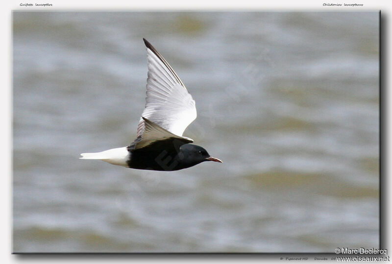 White-winged Tern, Flight