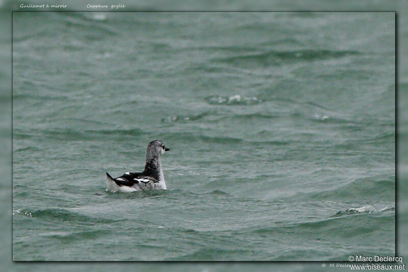 Guillemot à miroir