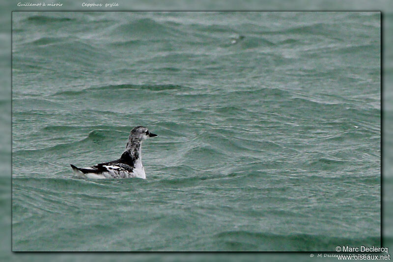 Guillemot à miroir