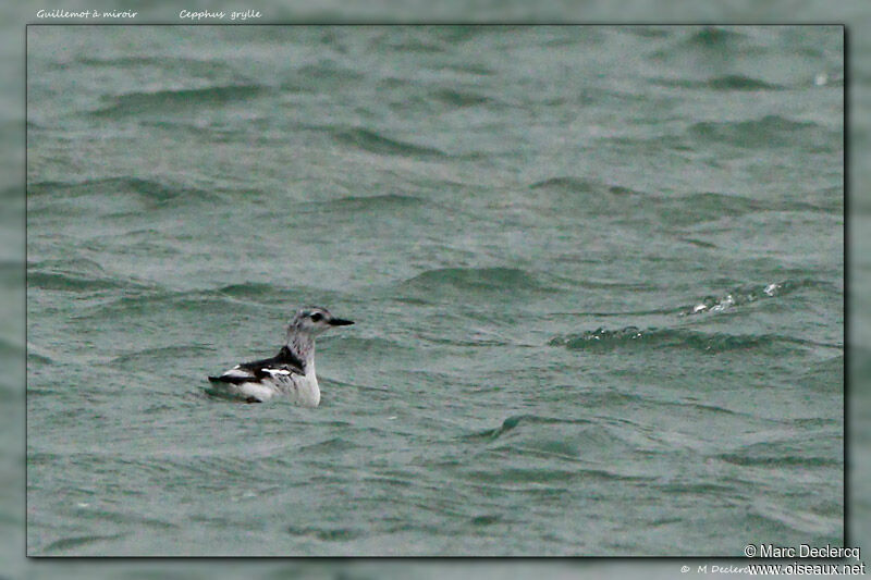 Guillemot à miroir