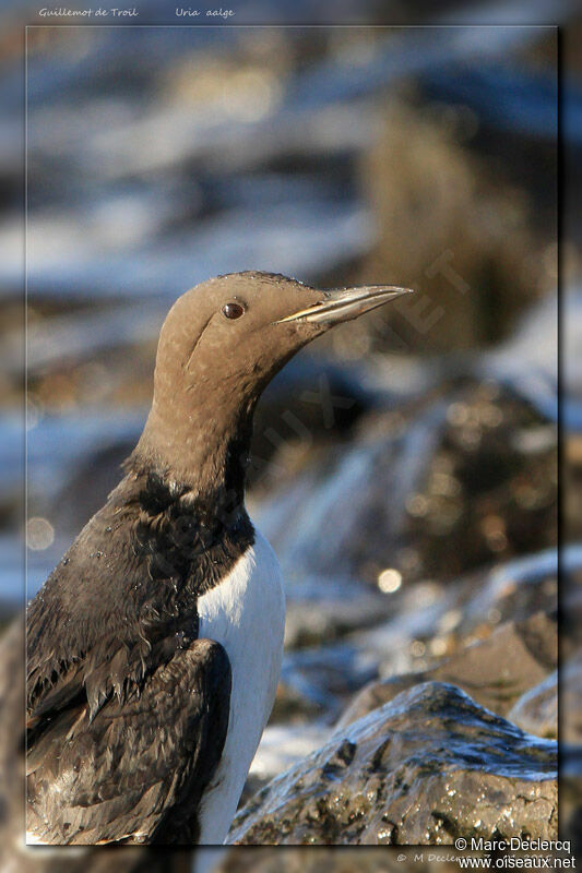 Guillemot de Troïl, identification