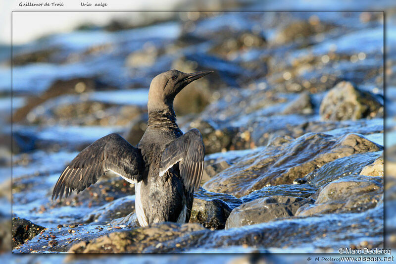 Common Murre