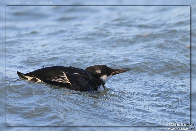 Common Murre, identification