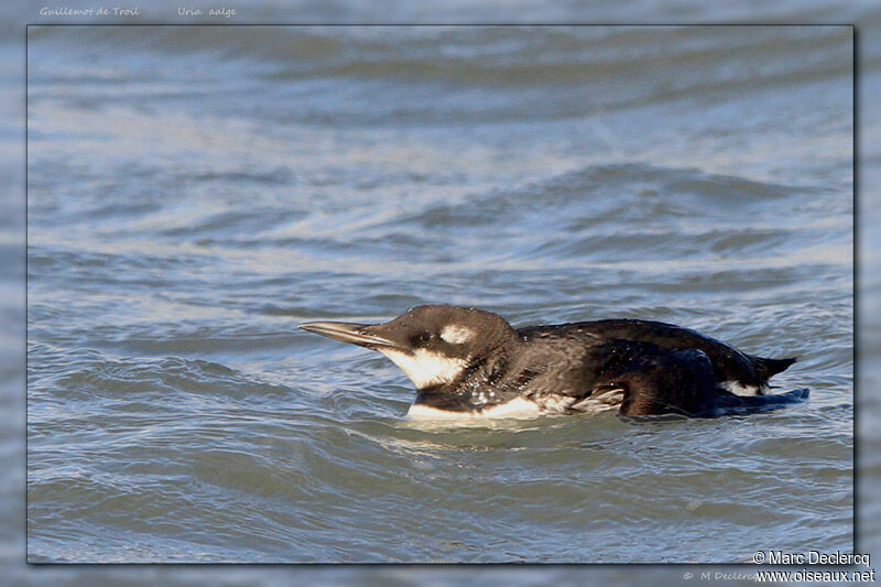 Common Murre, identification