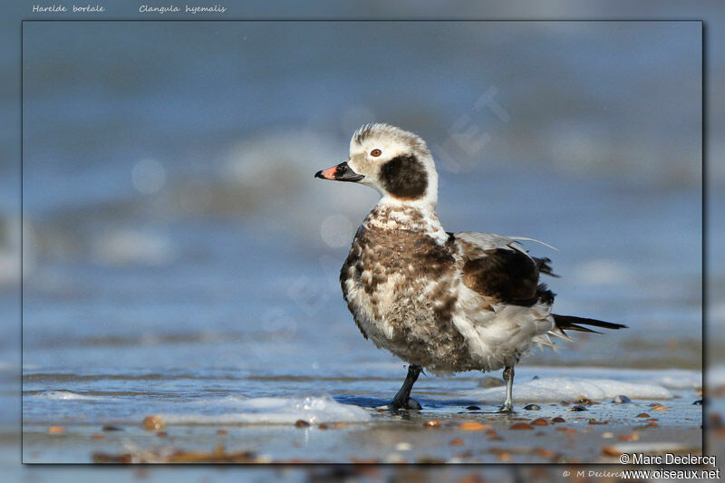 Long-tailed Duck male, identification